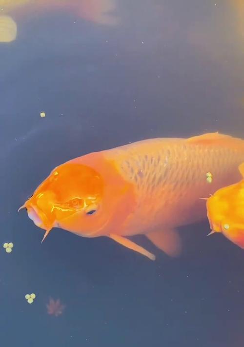 黄金锦鲤喂食频率的选择（探讨黄金锦鲤喂食次数对养殖效果的影响）