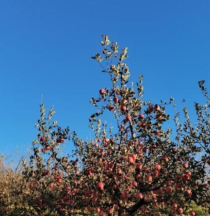 如何在苹果AppStore申请退款的技巧（轻松返还AppStore消费，省钱又省心）