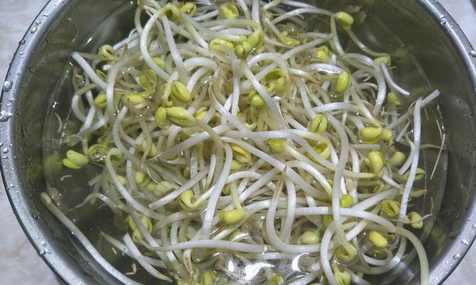以豆芽机黄豆芽发芽的技巧（掌握关键步骤）