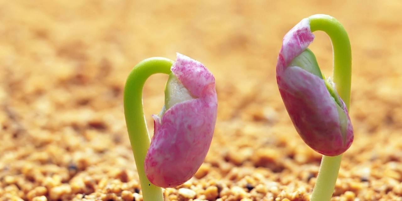 种子外壳很大的植物？有哪些常见的种类？