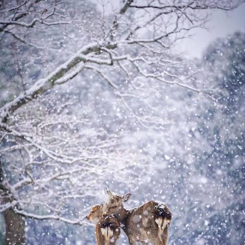 手机如何拍摄出雪花效果？