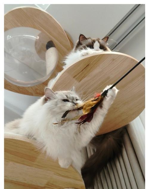 拍摄小猫手持手机照片技巧？怎样捕捉自然瞬间？