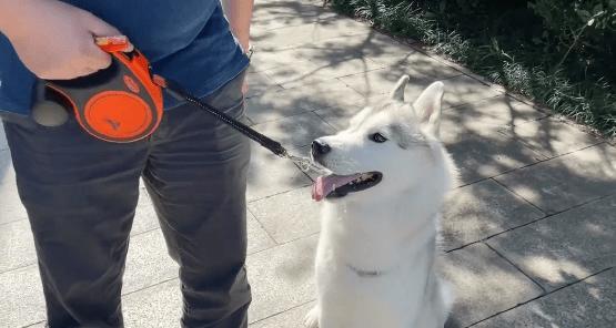 训狗坐电瓶车视频教程有吗？如何训练狗狗？