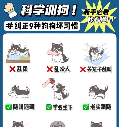 训狗坐电瓶车视频教程有吗？如何训练狗狗？