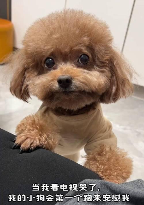 什么狗适合上电视？选择标准是什么？