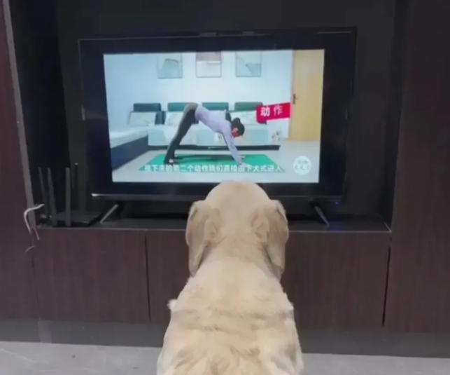 什么狗适合上电视？选择标准是什么？