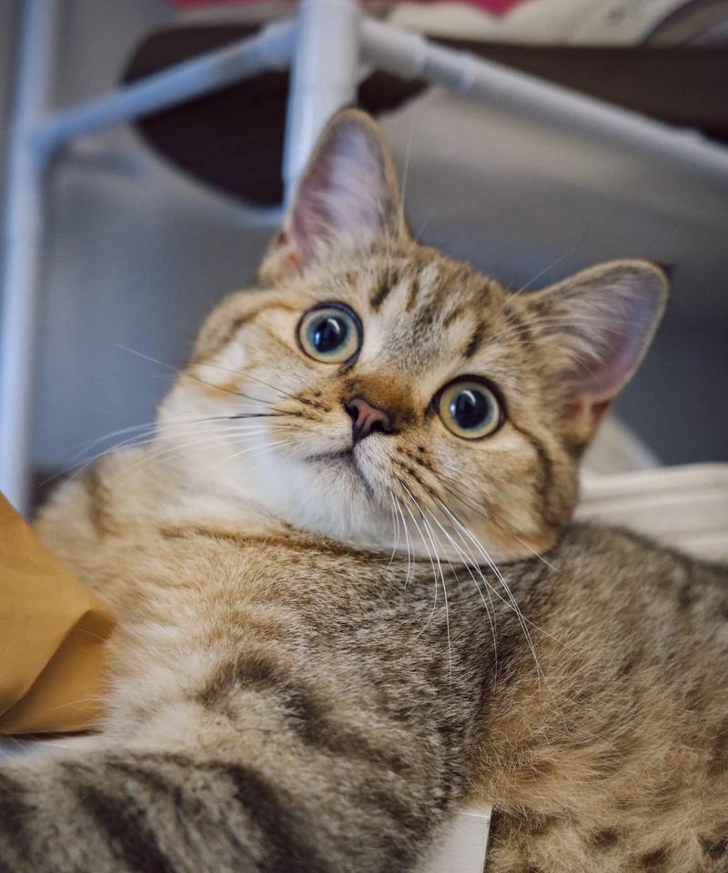 手机屏幕出现小猫是什么原因？如何解决手机屏幕显示小猫问题？