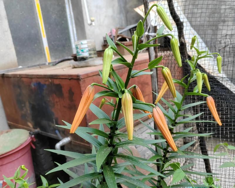 植物中隐藏的摄像头是什么？